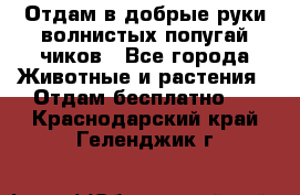 Отдам в добрые руки волнистых попугай.чиков - Все города Животные и растения » Отдам бесплатно   . Краснодарский край,Геленджик г.